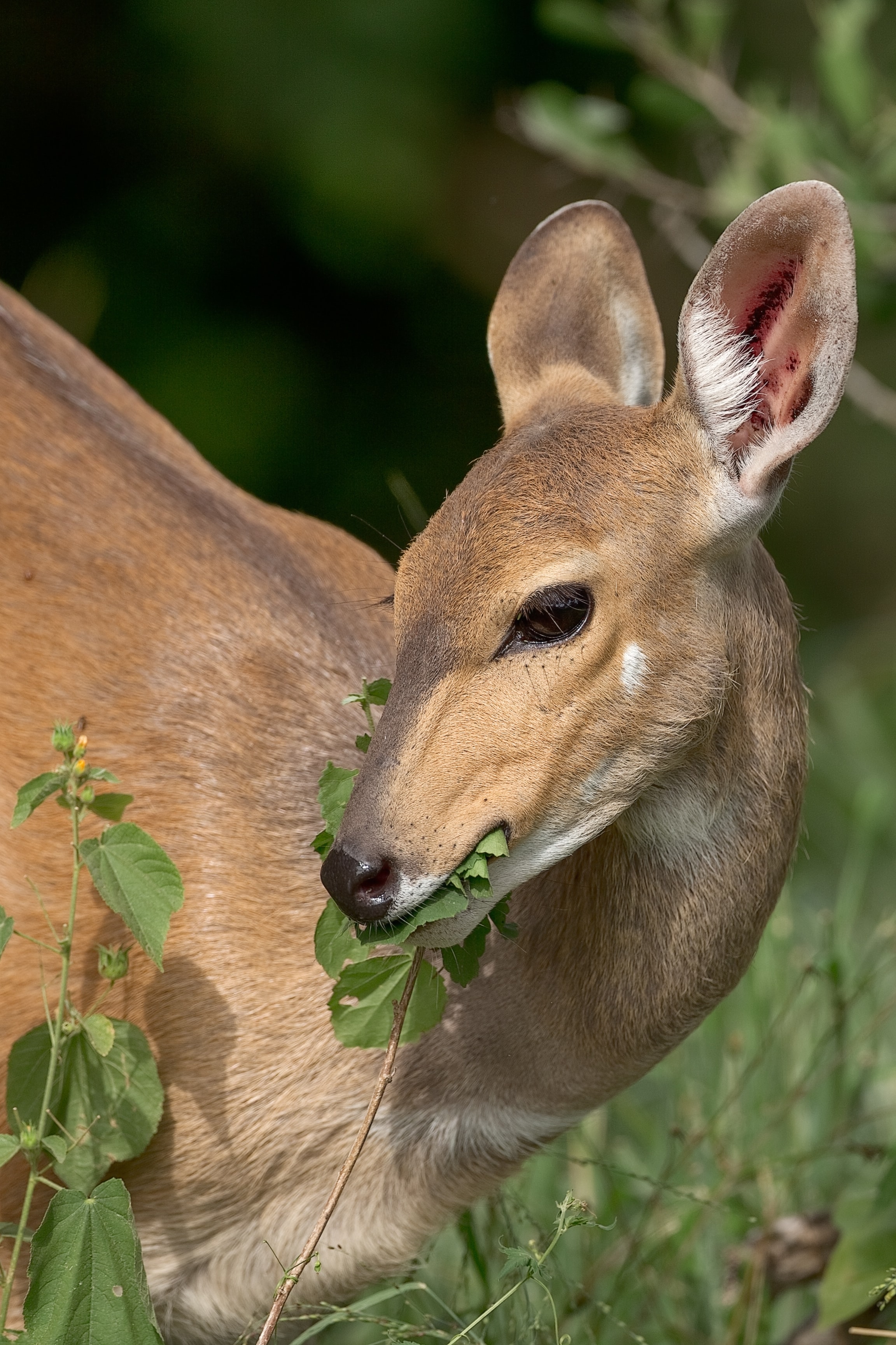 brown deer eating green leaves during daytime